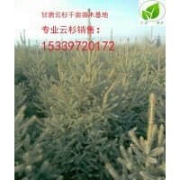 云杉樹(shù)冠好甘肅云杉在哪里甘肅云杉低價(jià)出售