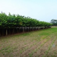 全國出售宮粉紫荊