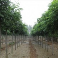 北京欒樹綠化苗木出售