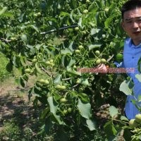 冠核一號核桃苗