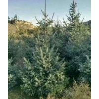 寧夏苗木云杉