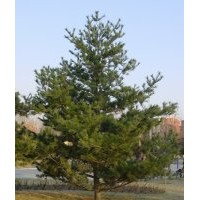 售胸徑5-18公分油松