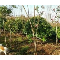 優(yōu)質(zhì)苗木低價(jià)出售苗木,單干石楠,紅葉石楠
