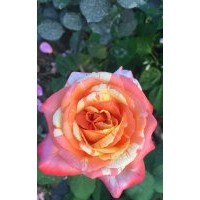 月季花 冬青 衛(wèi)矛