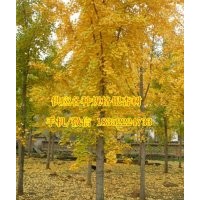 銀杏樹苗|金革銀杏|12公分銀杏樹苗價格