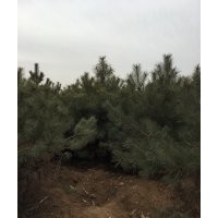 鈣果苗連翹苗五角楓國(guó)槐側(cè)柏等優(yōu)質(zhì)苗木