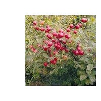 山西鈣果苗木，該果苗價格，農(nóng)大鈣果7號，8號