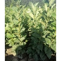 大量丁香供應(yīng)銷售！