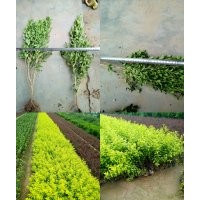 海之藍(lán)花卉苗木園藝