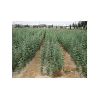 地徑0.5至4公分文冠果—40萬(wàn)株