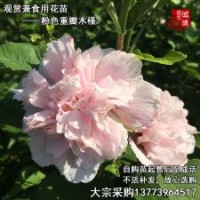 稀有粉色木槿花苗食用口感好木槿樹(shù)苗花朵具營(yíng)養(yǎng)價(jià)值適合投資發(fā)展