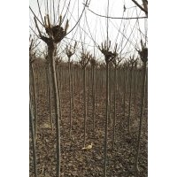 大量供應硬3-4公分紅葉李質量看照片