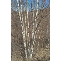 綠化園林白樺大小苗,蒙古櫟叢生單株,五角楓