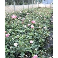 歐月基地低價(jià)處理歐月小苗