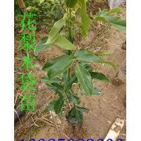 鄂西紅豆樹苗 花梨木袋苗 紅豆樹苗