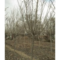 供應(yīng)七葉樹定植苗