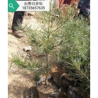 白皮松，國(guó)槐，櫻花，華山松