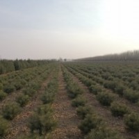 北京本地出售50厘米白皮松苗