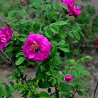 基地50-120公分紅刺玫的報價