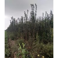 長期供應西府海棠。