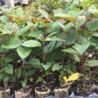 供應光皮樺組培容器苗