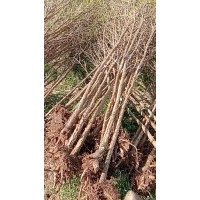 臨沂興旺苗木繁育合作社供應(yīng)l流蘇苗1--5公分