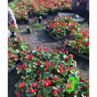 成都供應(yīng)玻璃海棠