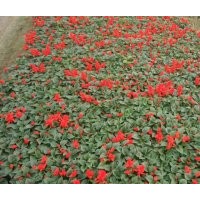 成都一串紅批發(fā)基地