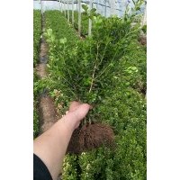 瓜子黃楊，小葉黃楊