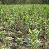 60公分金邊黃楊的裝車價格