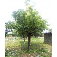 3公分山楂樹哪里有，5公分山楂樹哪里有，8公分山楂樹哪里有，12