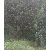 出售藍(lán)花楹