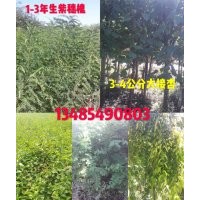 本人供應(yīng)二年生丁香小苗，一年生刺槐苗，1-3年生紫穗槐，3-4公分