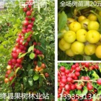 供應(yīng)連翹苗，30-120公分連翹苗350萬株