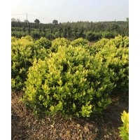 綠化苗木山桐子,香樟,桂花