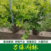 金森女貞 金森女貞杯苗