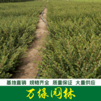 平枝荀子 平枝荀子苗