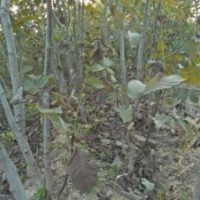 供應2-10公分核桃樹價格10元，山西貨源