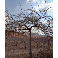 高質(zhì)量綠化苗木