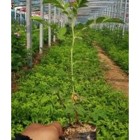 出貨中天玫瑰高度1米左右，冠幅1米左右，適合打土球