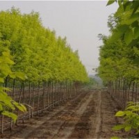 山東金葉白蠟種子 金葉白蠟小苗價(jià)格 苗圃慶云茂達(dá)苗木