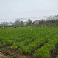 都勻濕地松苗_福泉濕地松供應(yīng)-隨州希望苗圃
