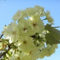 郁金櫻郁金櫻花樹苗櫻花新品種綠色櫻花日本櫻花櫻花小樹苗