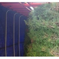 黑松油松側(cè)柏