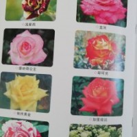 定州孫彬月季園