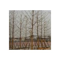 邳州基地供銀杏樹，各種規(guī)格齊全