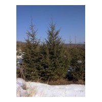 供應(yīng)1-8米云杉