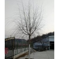 無絮垂柳 垂柳,一級樹