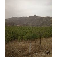 供應(yīng)2.5-3.0米定植樟子松，1.0-1.5米定植云杉