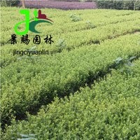 成都春鵑小苗批發(fā)基地價格 春鵑工程苗木 杜鵑基地